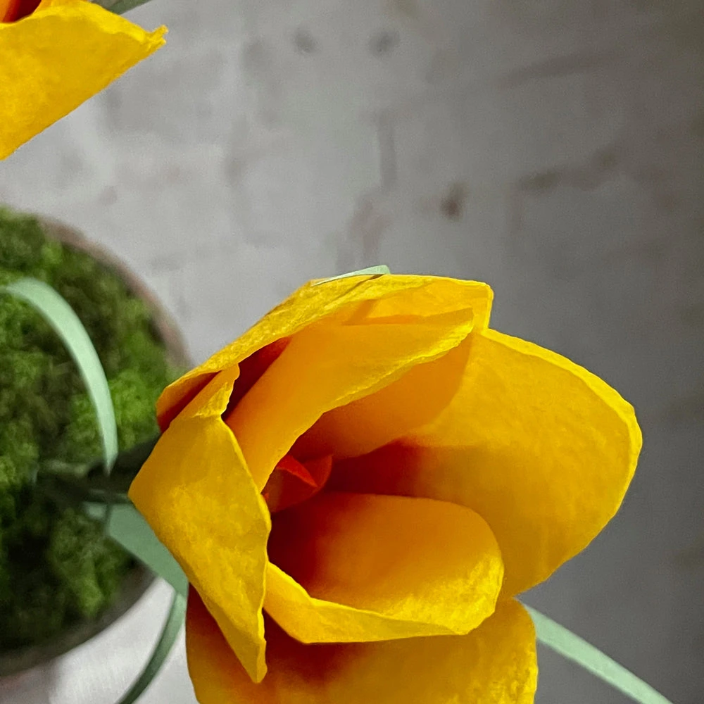 The Green Vase Potted Crocus Plant 6 The Green Vase Potted Crocus Plant