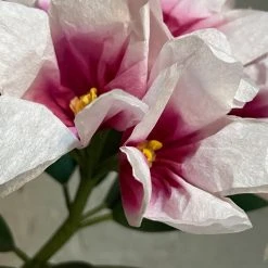 The Green Vase Potted Rhododendron