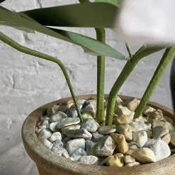 The Green Vase Potted Rhododendron 7 The Green Vase Potted Rhododendron