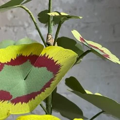 The Green Vase Potted Geranium