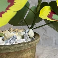 The Green Vase Potted Geranium