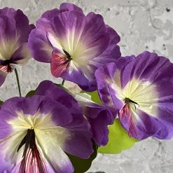 The Green Vase Potted Pansy Plant