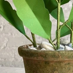 The Green Vase Potted Pansy Plant