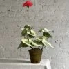 The Green Vase Potted Pink Geranium Plant