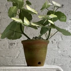 The Green Vase Potted Pink Geranium Plant