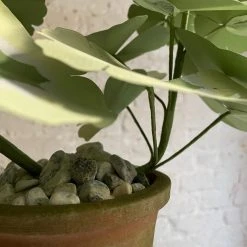 The Green Vase Potted Pink Geranium Plant
