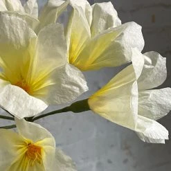 The Green Vase Potted Clivia Plant