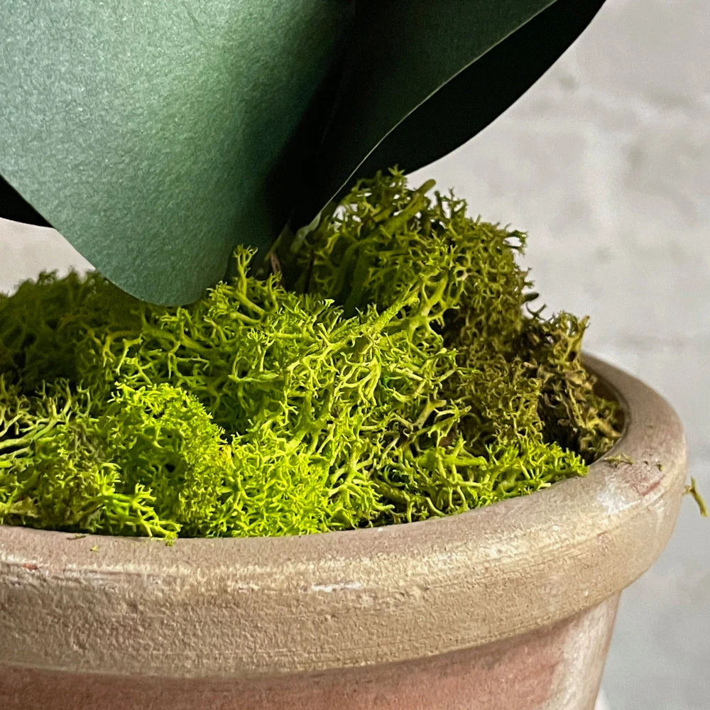 The Green Vase Potted Clivia Plant 6 The Green Vase Potted Clivia Plant