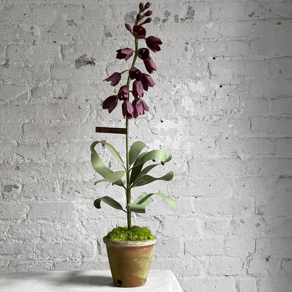 The Green Vase Potted Persian Fritillaria Plant 3 The Green Vase Potted Persian Fritillaria Plant