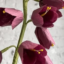 The Green Vase Potted Persian Fritillaria Plant