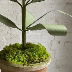 The Green Vase Potted Persian Fritillaria Plant 8 The Green Vase Potted Persian Fritillaria Plant