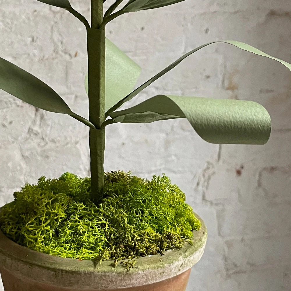 The Green Vase Potted Persian Fritillaria Plant 5 The Green Vase Potted Persian Fritillaria Plant