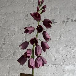 The Green Vase Potted Persian Fritillaria Plant 9 The Green Vase Potted Persian Fritillaria Plant