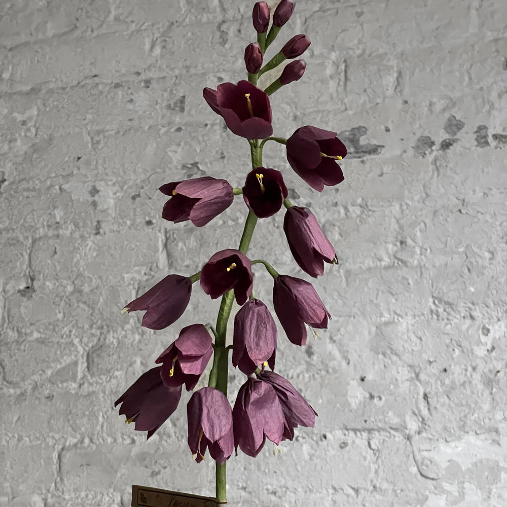 The Green Vase Potted Persian Fritillaria Plant 6 The Green Vase Potted Persian Fritillaria Plant