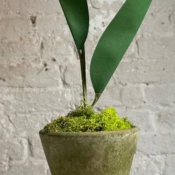 The Green Vase Potted Parrot Tulip 7 The Green Vase Potted Parrot Tulip