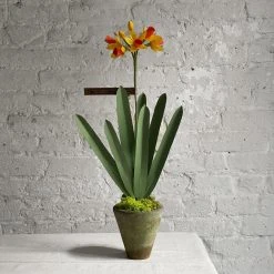 The Green Vase Potted Janquil Plant