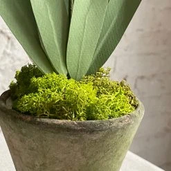 The Green Vase Potted Janquil Plant