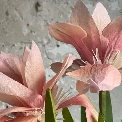 The Green Vase Potted Japanese Iris Plant