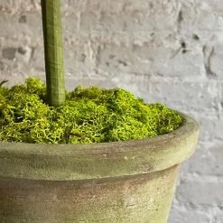 The Green Vase Potted Plum Tree