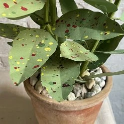 The Green Vase Potted Coleus Plant
