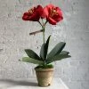 The Green Vase Potted Amaryllis Plant