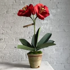 The Green Vase Potted Amaryllis Plant
