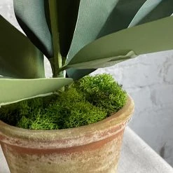 The Green Vase Potted Amaryllis Plant