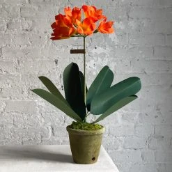 The Green Vase Potted Clivia Plant
