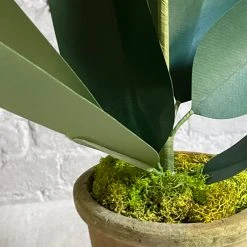 The Green Vase Potted Clivia Plant