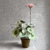 The Green Vase Potted Pink Geranium