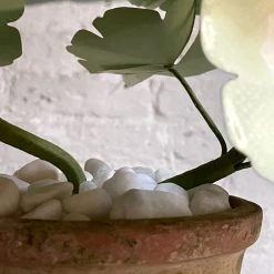 The Green Vase Potted Pink Geranium