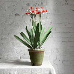 The Green Vase Potted Narcissus