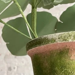 The Green Vase Potted Purple Geranium 10 The Green Vase Potted Purple Geranium