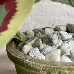 The Green Vase Potted Purple Geranium 11 The Green Vase Potted Purple Geranium