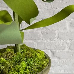 The Green Vase Potted Imperial Fritillaria Plant Vase