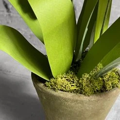 The Green Vase Potted Blue Bells Plant