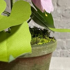 The Green Vase Potted Campanula Plant Vase 11 The Green Vase Potted Campanula Plant Vase