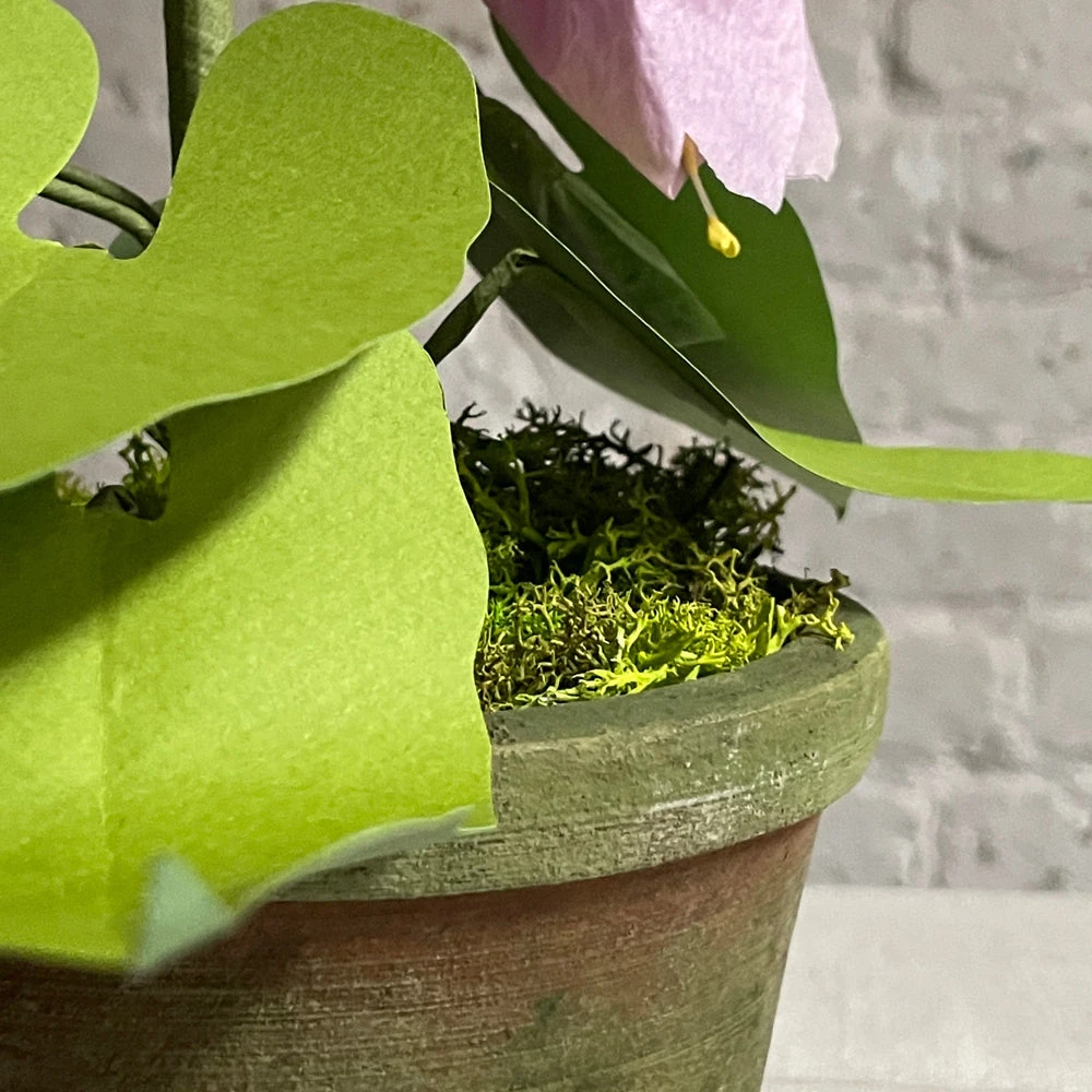 The Green Vase Potted Campanula Plant Vase 7 The Green Vase Potted Campanula Plant Vase