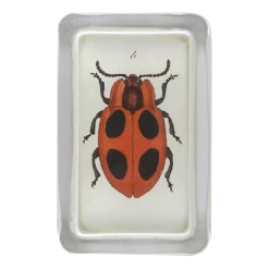 John Derian Big Dot Ladybug