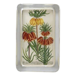 John Derian Crown Lily (N. 662) Decoupage