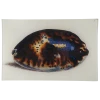 John Derian Tortoise Shell Cowry