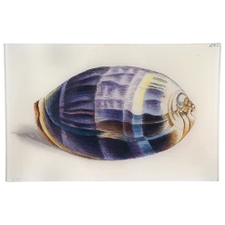 John Derian Zebra Cowry