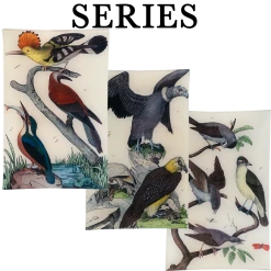 John Derian 19th Century Birds Decoupage