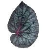 John Derian X ADV Dining & Tabletop Leaf Platter 55