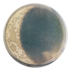 John Derian Company Inc Classics Blue Crescent