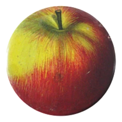 John Derian Company Inc Red Apple