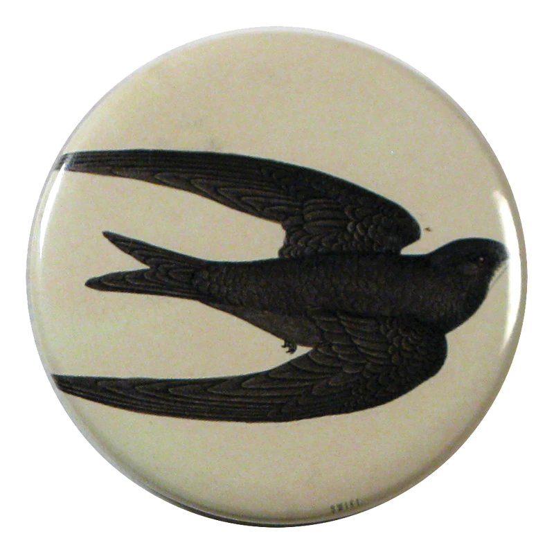 John Derian Company Inc Picture Book Images Swift Bird 3 John Derian Company Inc Picture Book Images Swift Bird