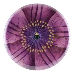 John Derian Jackmanii Clematis