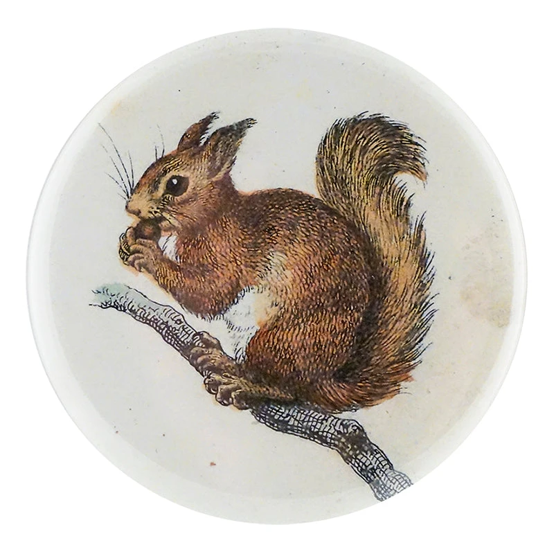 John Derian Little Baby Squirrel Decoupage 3 John Derian Little Baby Squirrel Decoupage