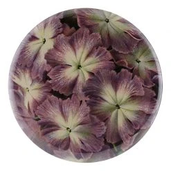 John Derian Primula Cortusoides Decoupage